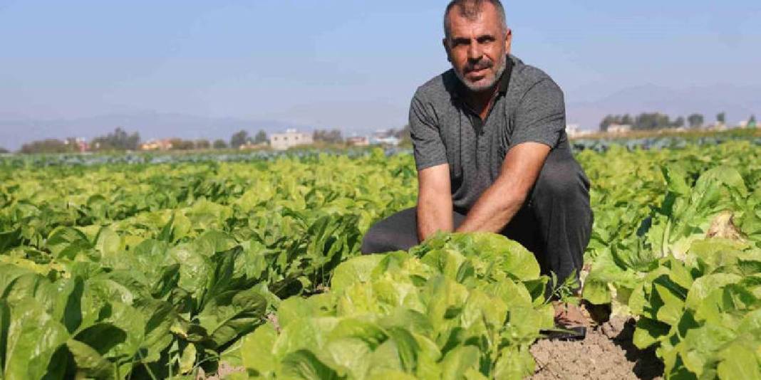 Yağmur yağdı hasat 15 gün erken başladı! Bereketli topraklardan sofralara: Tarlada 25 olsa da manavda 70 TL! 6